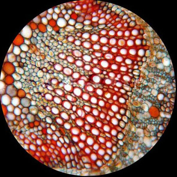 AmScope 10pc Prepared and Blank Glass Microscope Slides in Plastic Cas ...