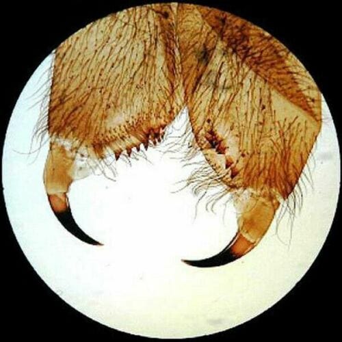 AmScope 25 Prepared Microscope Slides, 50 Pre-Cleaned Blank Plate Slides, 6 Single Depression Concave Slides and 100 Coverslips