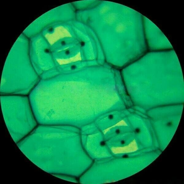 AmScope T120 Series Trinocular LED Compound Microscope 40X to 2500X Magnification with Siedentopf Head + 5MP Digital Eyepiece