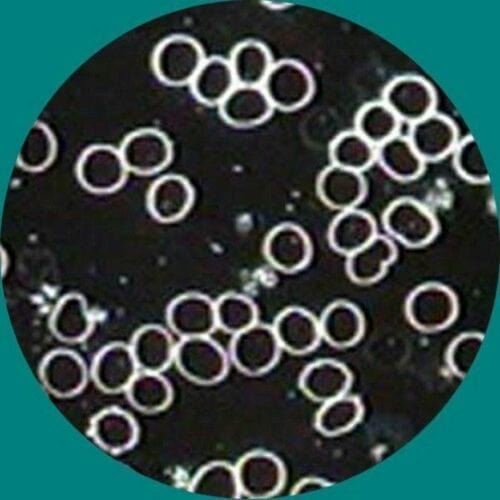 AmScope T340 Series LED Trinocular Darkfield Compound Microscope 40X-2000X Magnification