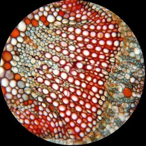 AmScope T120 Series Trinocular LED Compound Microscope 40X to 2500X Magnification with Siedentopf Head + 5MP Digital Eyepiece