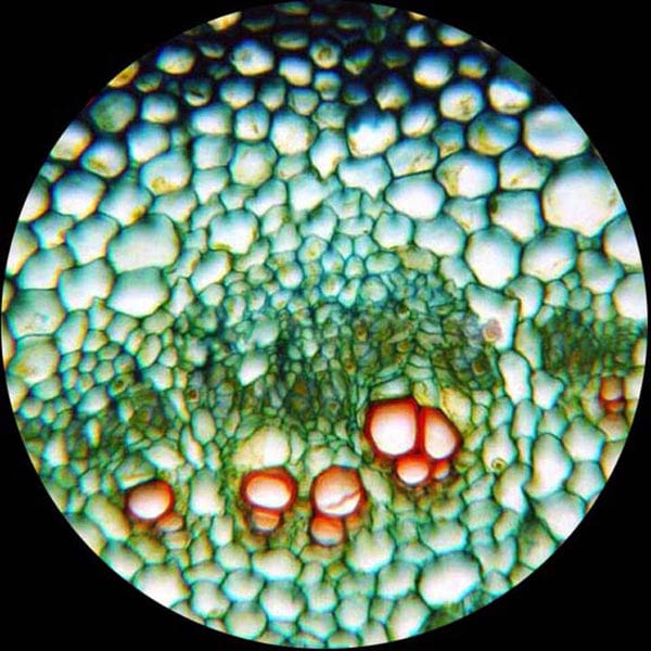 AmScope T580 Series Biological Research Grade Simul-Focal Trinocular Compound Microscope 40X-2000X Magnification with 20W Halogen, 3D Mechanical Stage